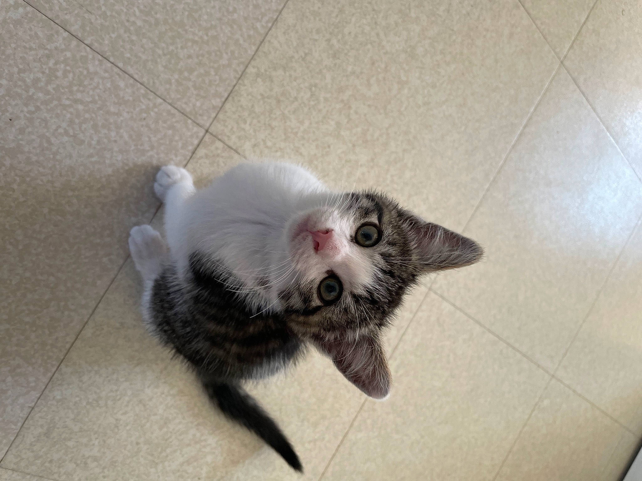 Tsuki a rejoint le concours — aidez-le/la à gagner de superbes lots ! carnivore, cat, cat_toy, claw, dog_breed, domestic_short_haired_cat, eye, fang, felidae, floor, flooring, fur, head, jaw, paw, small_to_medium_sized_cats, snout, tail, tile_flooring, whiskers