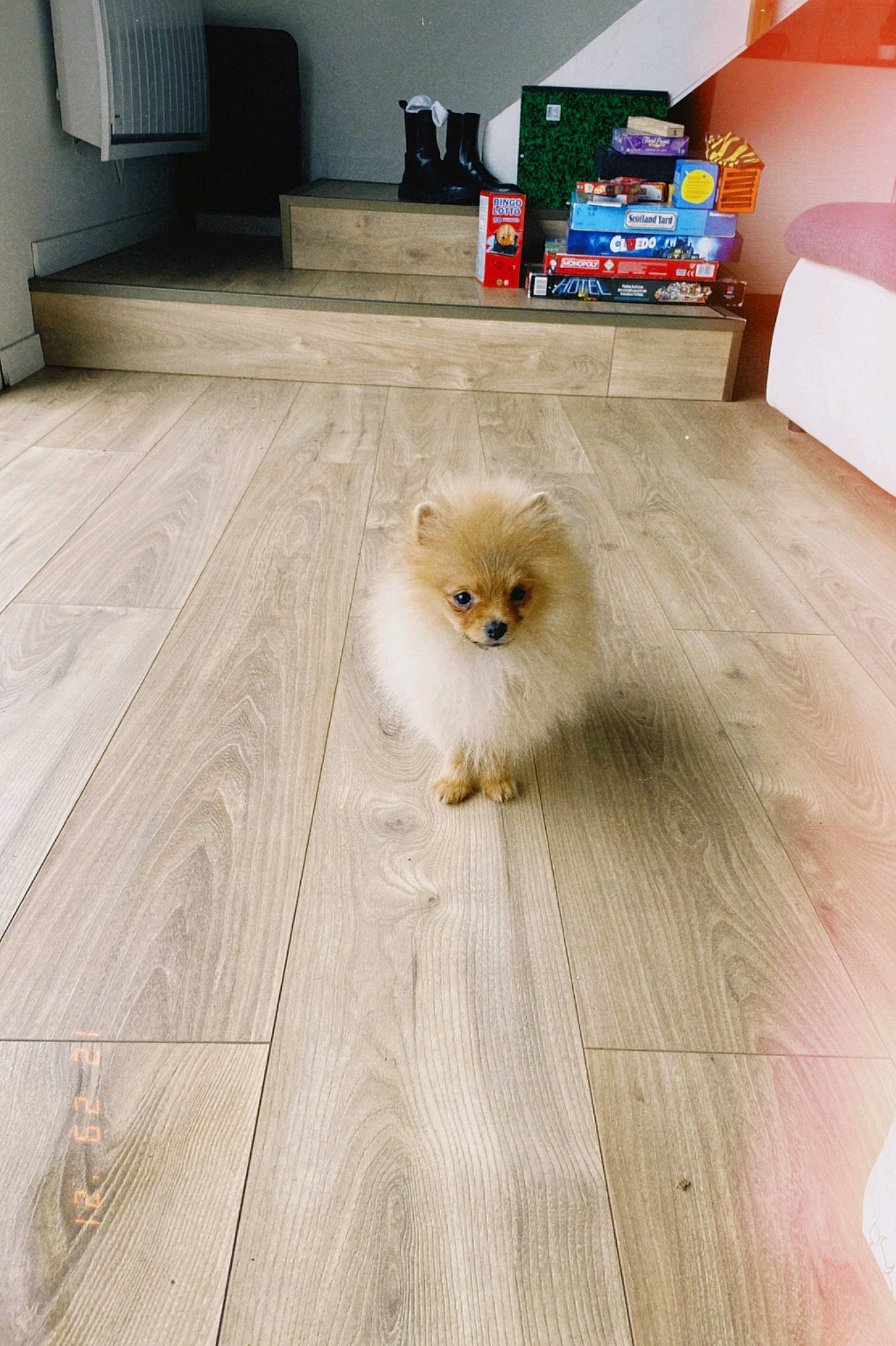 Lord a rejoint le concours — aidez-le/la à gagner de superbes lots ! carnivore, companion_dog, dog, dog_breed, fawn, felidae, floor, flooring, german_spitz, hardwood, interior_design, laminate_flooring, small_to_medium_sized_cats, spitz, tail, toy_dog, whiskers, wood, wood_flooring, wood_stain