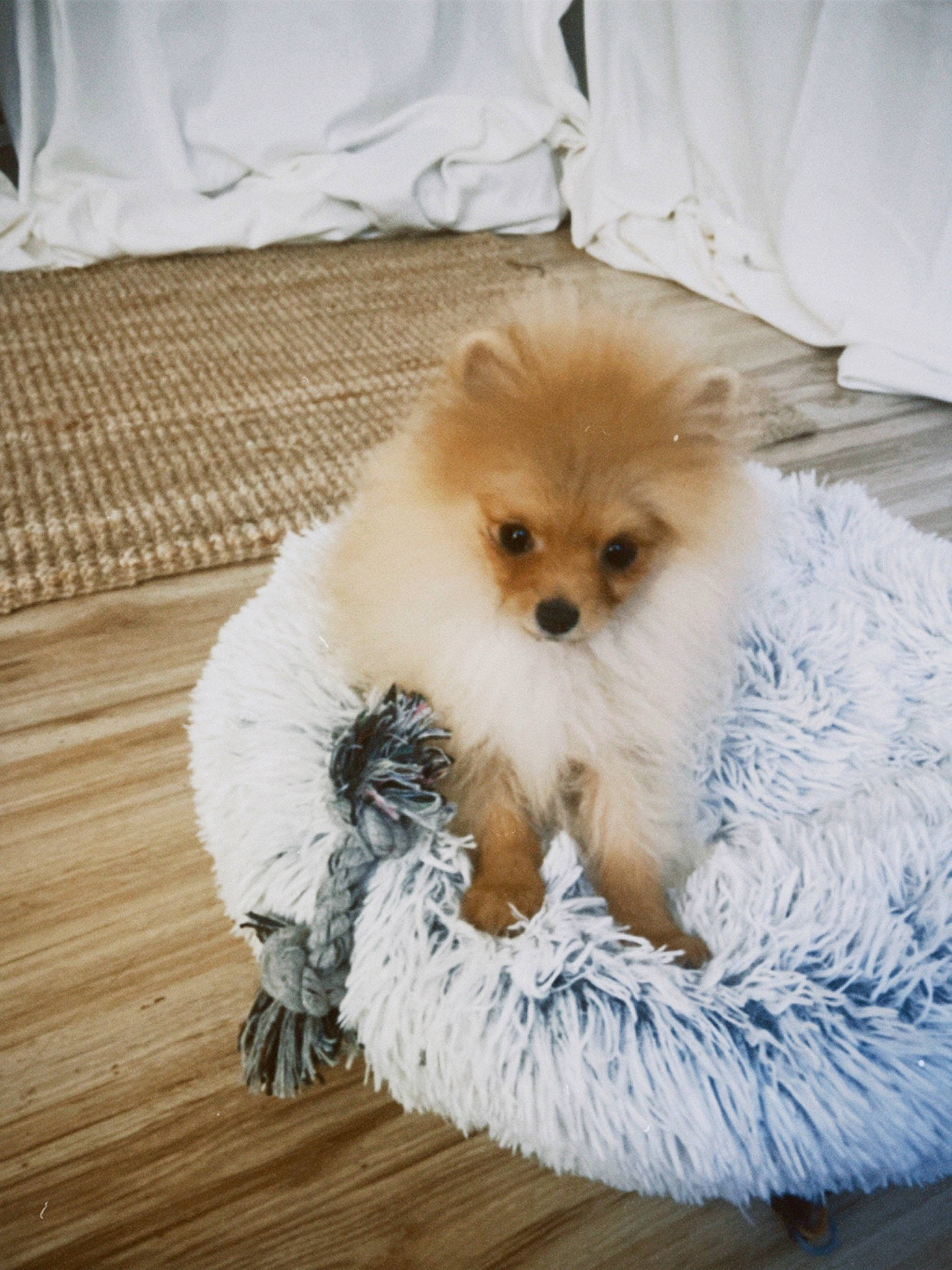 Lord participe au concours pour gagner de l'argent avec cette photo : canidae, carnivore, companion_dog, dog, dog_breed, dog_supply, fawn, german_spitz, german_spitz_klein, german_spitz_mittel, hardwood, liver, pomeranian, snout, spitz, sporting_group, toy_dog, whiskers, wood, working_animal