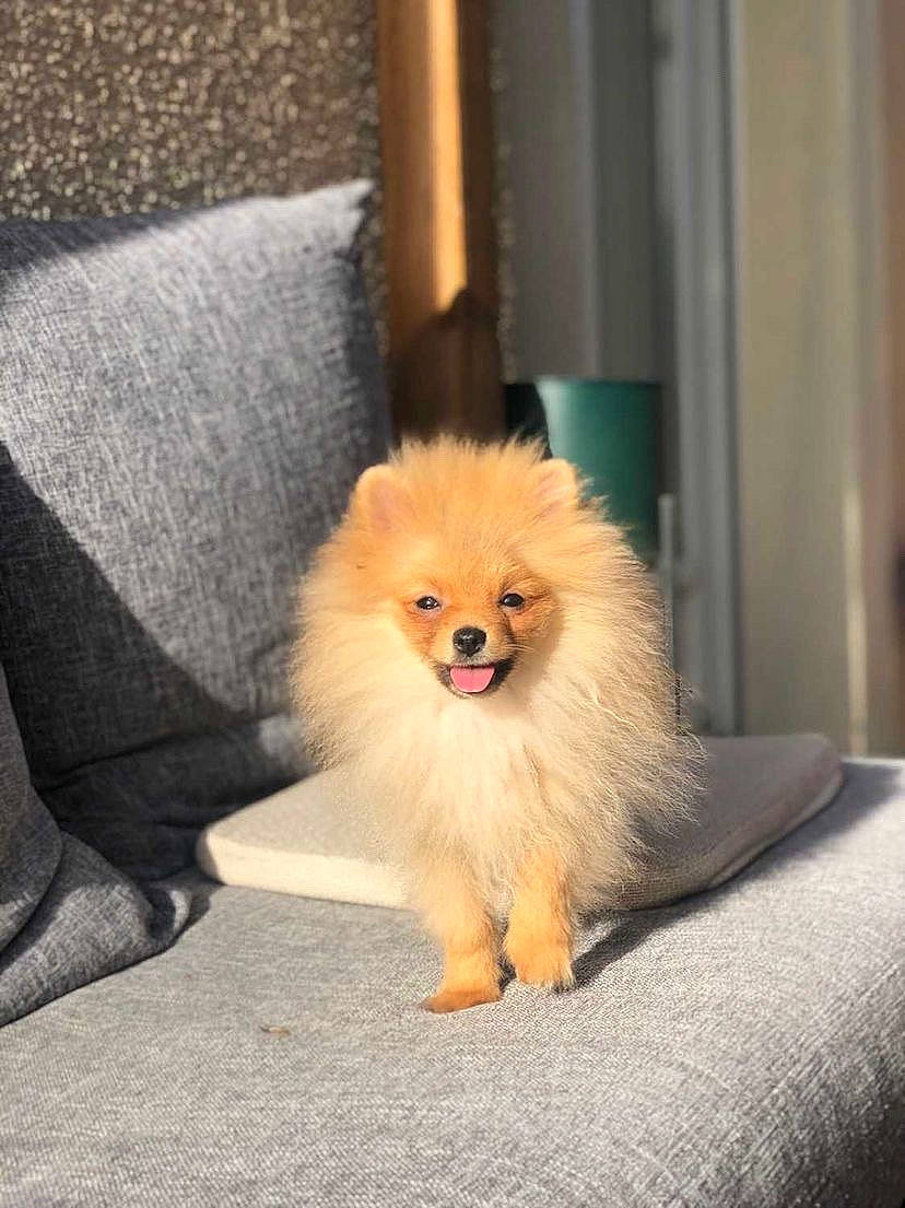 Lord a rejoint le concours — aidez-le/la à gagner de superbes lots ! canidae, carnivore, companion_dog, couch, dog, dog_breed, eye, fawn, fur, german_spitz, german_spitz_klein, german_spitz_mittel, non_sporting_group, pomeranian, snout, spitz, sporting_group, toy_dog, whiskers, working_animal