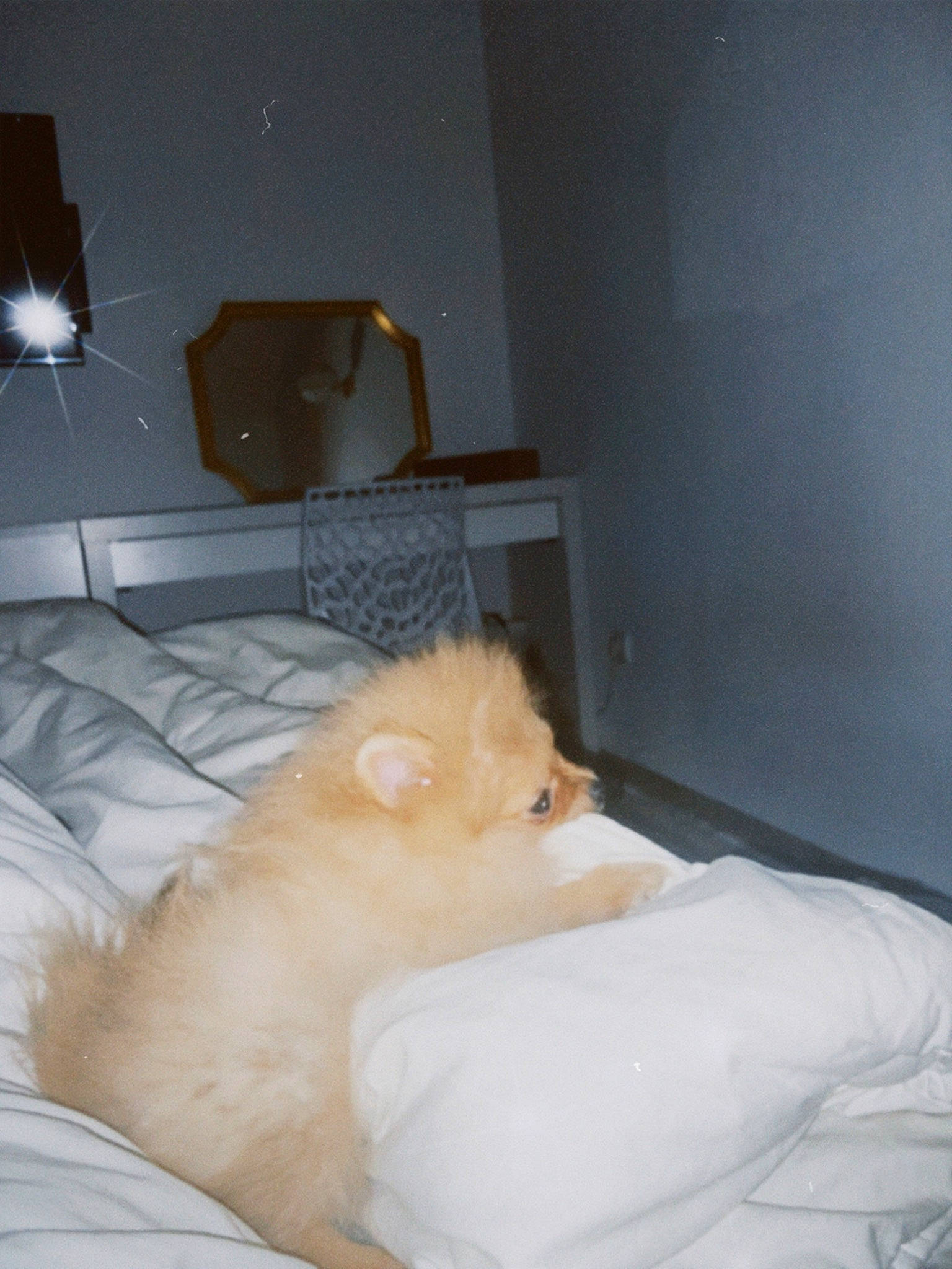 Lord a rejoint le concours — aidez-le/la à gagner de superbes lots ! bed, bed_frame, bedding, bedroom, carnivore, cat, comfort, companion_dog, dog_breed, duvet, felidae, flooring, fur, hardwood, linens, mattress, room, small_to_medium_sized_cats, whiskers, wood