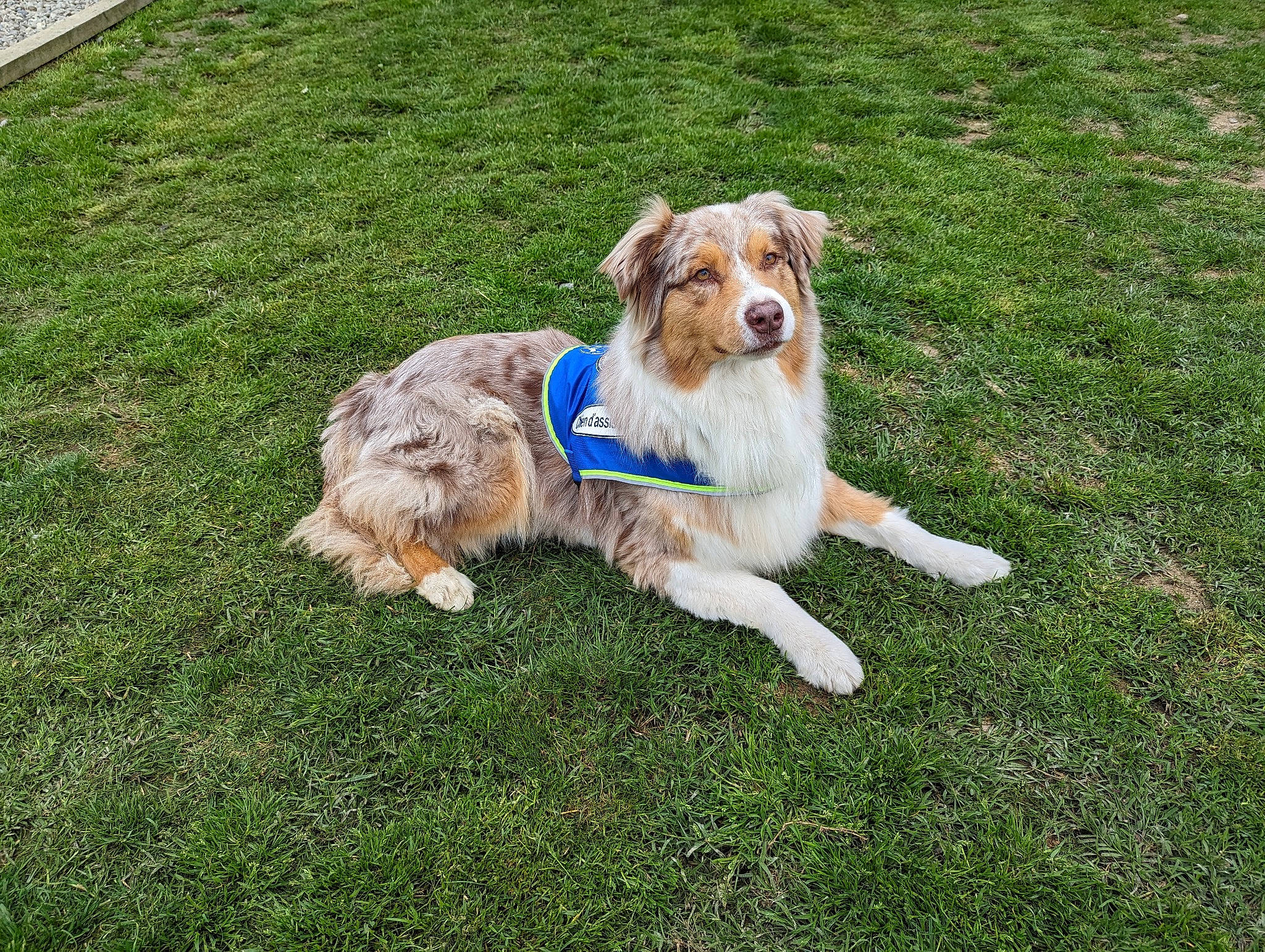 Golden participe au concours pour gagner de l'argent avec cette photo : canidae, carnivore, collar, companion_dog, dog, dog_breed, dog_collar, dog_supply, grass, gun_dog, plant, recreation, sporting_group, tail, water_dog, working_dog