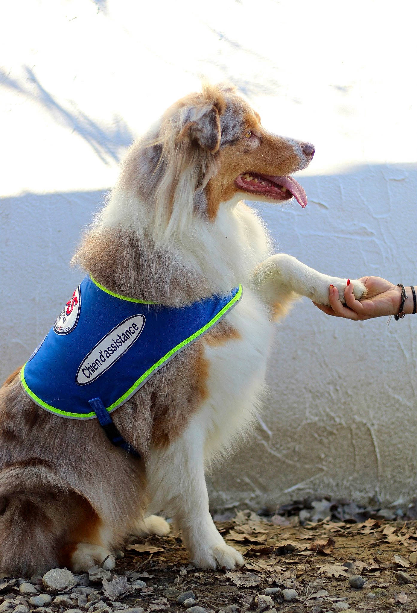 Golden a rejoint le concours — aidez-le/la à gagner de superbes lots ! ancient_dog_breeds, canidae, carnivore, collar, companion_dog, dog, dog_breed, dog_collar, dog_supply, fun, fur, herding_dog, leash, paw, pet_supply, scotch_collie, snout, sporting_group, tail, working_dog