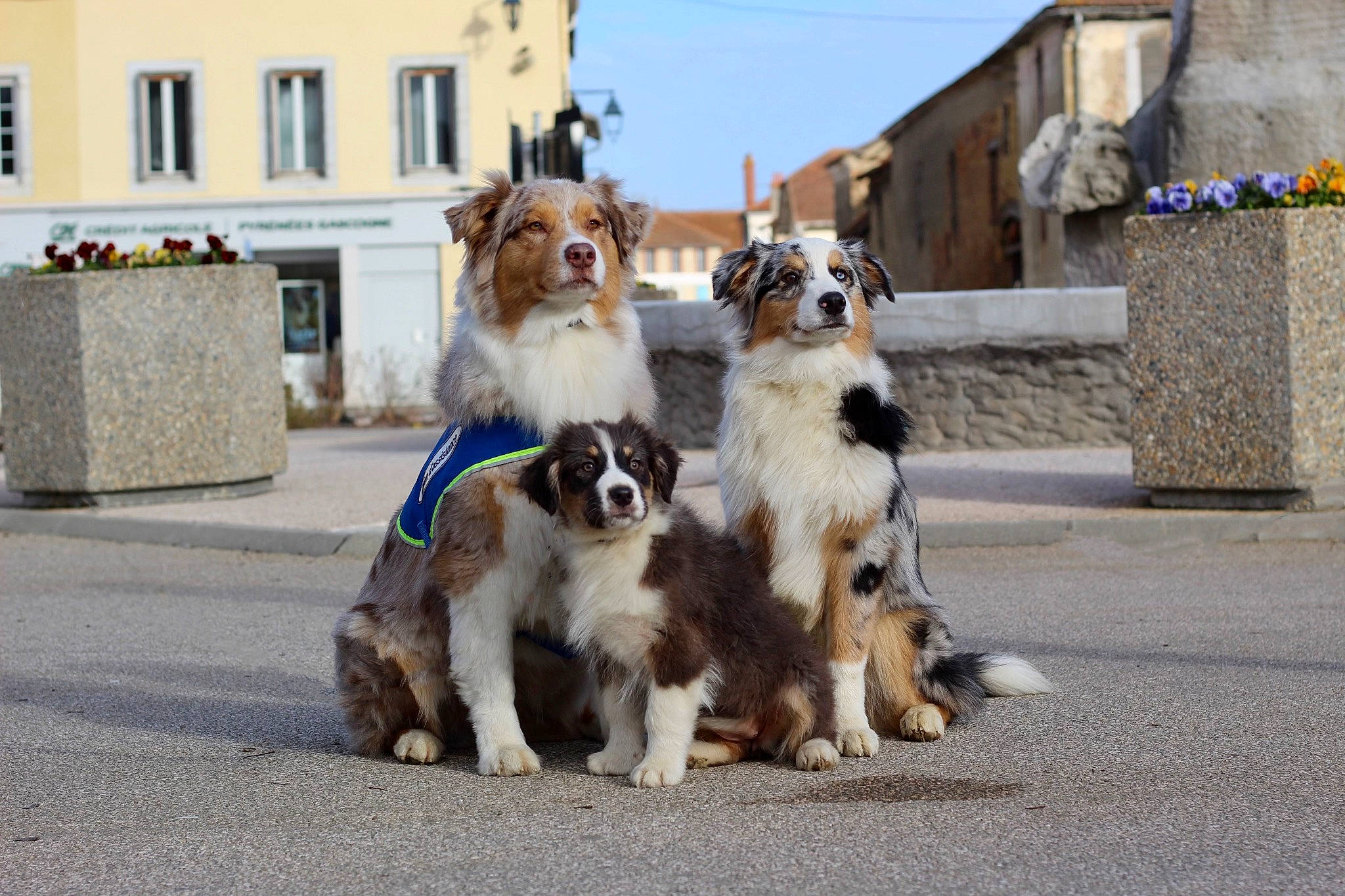 Golden a rejoint le concours — aidez-le/la à gagner de superbes lots ! building, canidae, carnivore, collar, companion_dog, dog, dog_breed, dog_supply, fawn, fur, herding_dog, leash, road, sky, snout, sporting_group, street, toy_dog, window, working_animal