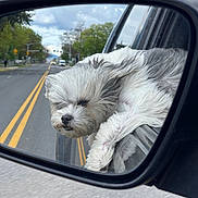 Boujie joined the competition — help win amazing prizes! animal, canine, car_window, daytime, dog, fluffy, gray_fur, leisure, outdoor, pet, reflection, relaxed, road, side_mirror, street, suburban, transportation, trees, vehicle, white_fur