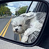animal, canine, car_window, daytime, dog, fluffy, gray_fur, leisure, outdoor, pet, reflection, relaxed, road, side_mirror, street, suburban, transportation, trees, vehicle, white_fur