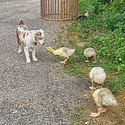Belle a rejoint le concours — aidez-le/la à gagner de superbes lots ! animal, bird, curious, daytime, dog, fence, field, gosling, grass, gravel, greenery, interaction, nature, outdoor, path, playful, puppy, summer, wildlife, young_bird