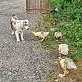 animal, bird, curious, daytime, dog, fence, field, gosling, grass, gravel, greenery, interaction, nature, outdoor, path, playful, puppy, summer, wildlife, young_bird