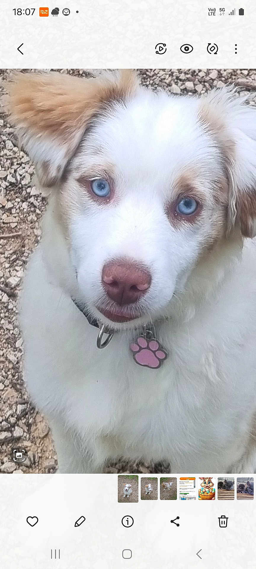 Belle