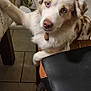 animal, blue_eyes, brown_and_white, canine, chair, collar, curious, dog, domestic_animal, floor, furniture, home, indoor, kitchen, leisure, looking, pet, table, tile_floor, wooden_chair