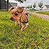 Carl a rejoint le concours — aidez-le/la à gagner de superbes lots ! canine, cloudy, curious, daytime, dog, grass, harness, house, lawn, leash, nature, outdoor, pathway, pet, side_view, sky, small_dog, suburban, tree, walking