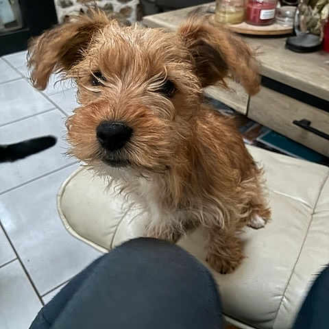 Carl a rejoint le concours — aidez-le/la à gagner de superbes lots ! animal, brown_dog, candles, couch, curious, cushion, dog, ears, furniture, indoor, leather_couch, living_room, pet, puppy, resting_dog, scruffy_dog, small_dog, stone_wall, stool, tile_floor