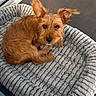 Carl participe au concours pour gagner de l'argent avec cette photo : animal, brown_fur, canine, companion, cozy, curious, cute, dog, domestic, ears, floor, fur, home, indoor, looking_up, pet_bed, plush, relaxed, resting, small_dog