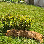 Carl participe au concours pour gagner de l'argent avec cette photo : animal, backyard, bush, canine, daylight, dog, fur, garden, grass, greenery, house, nature, outdoor, peaceful, pet, plant, relaxation, resting, summer, sunlight