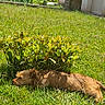animal, backyard, bush, canine, daylight, dog, fur, garden, grass, greenery, house, nature, outdoor, peaceful, pet, plant, relaxation, resting, summer, sunlight