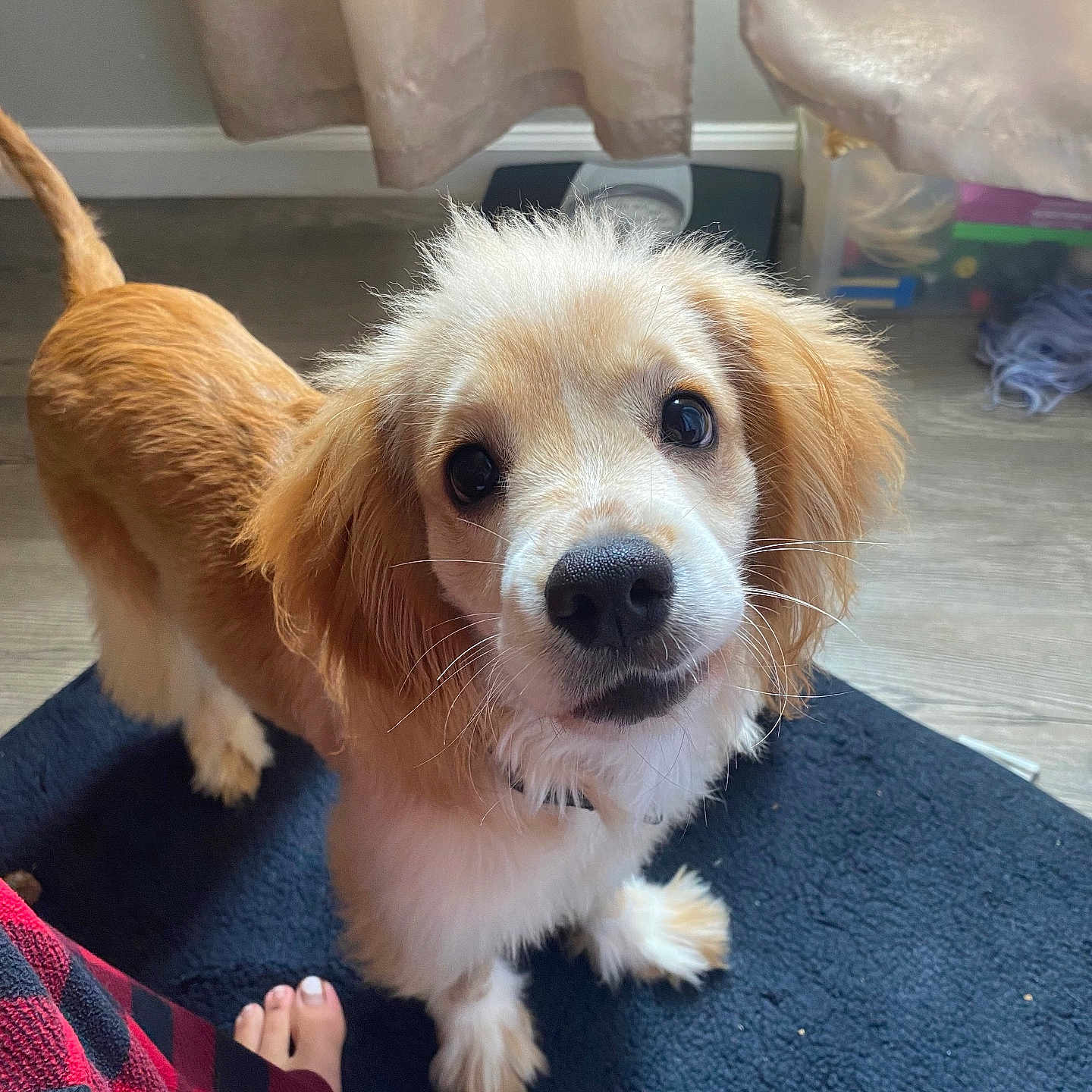 Cooper joined the competition — help win amazing prizes! animal, blanket, canine, cockerspaniel, curtain, dog, dogbed, eskimodog, goldenretriever, hound, indoors, interiordesign, mat, papillon, pet, puppy, whitedog
