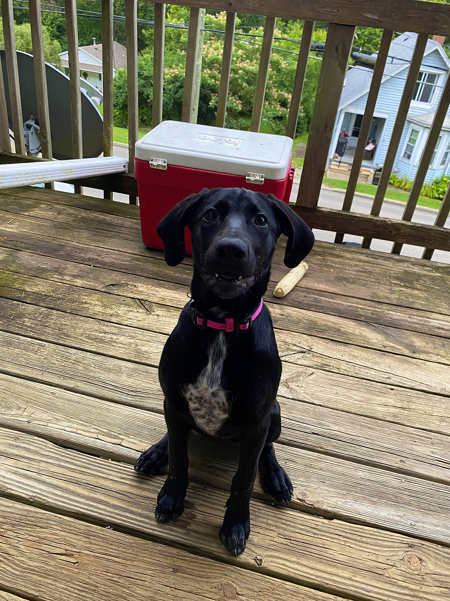 Lady May is registered to the contest to win money with this photo: carnivore, collar, companion_dog, deck, dog, dog_breed, dog_collar, dog_supply, fence, flooring, guard_dog, gun_dog, hardwood, pet_supply, plank, retriever, sporting_group, tail, wood, working_animal