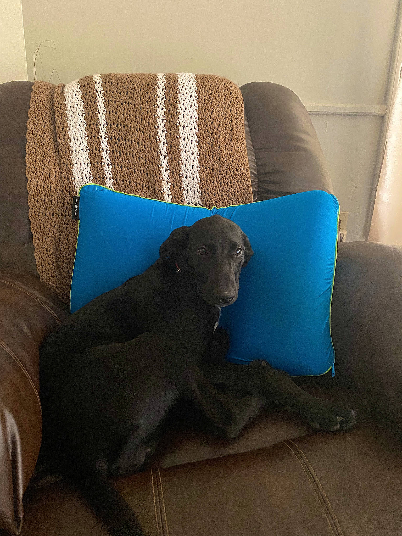 Lady May joined the competition — help win amazing prizes! armrest, carnivore, club_chair, comfort, companion_dog, couch, dog, dog_breed, electric_blue, flooring, hardwood, liver, living_room, room, sofa_bed, sporting_group, studio_couch, throw_pillow, tints_and_shades, working_animal