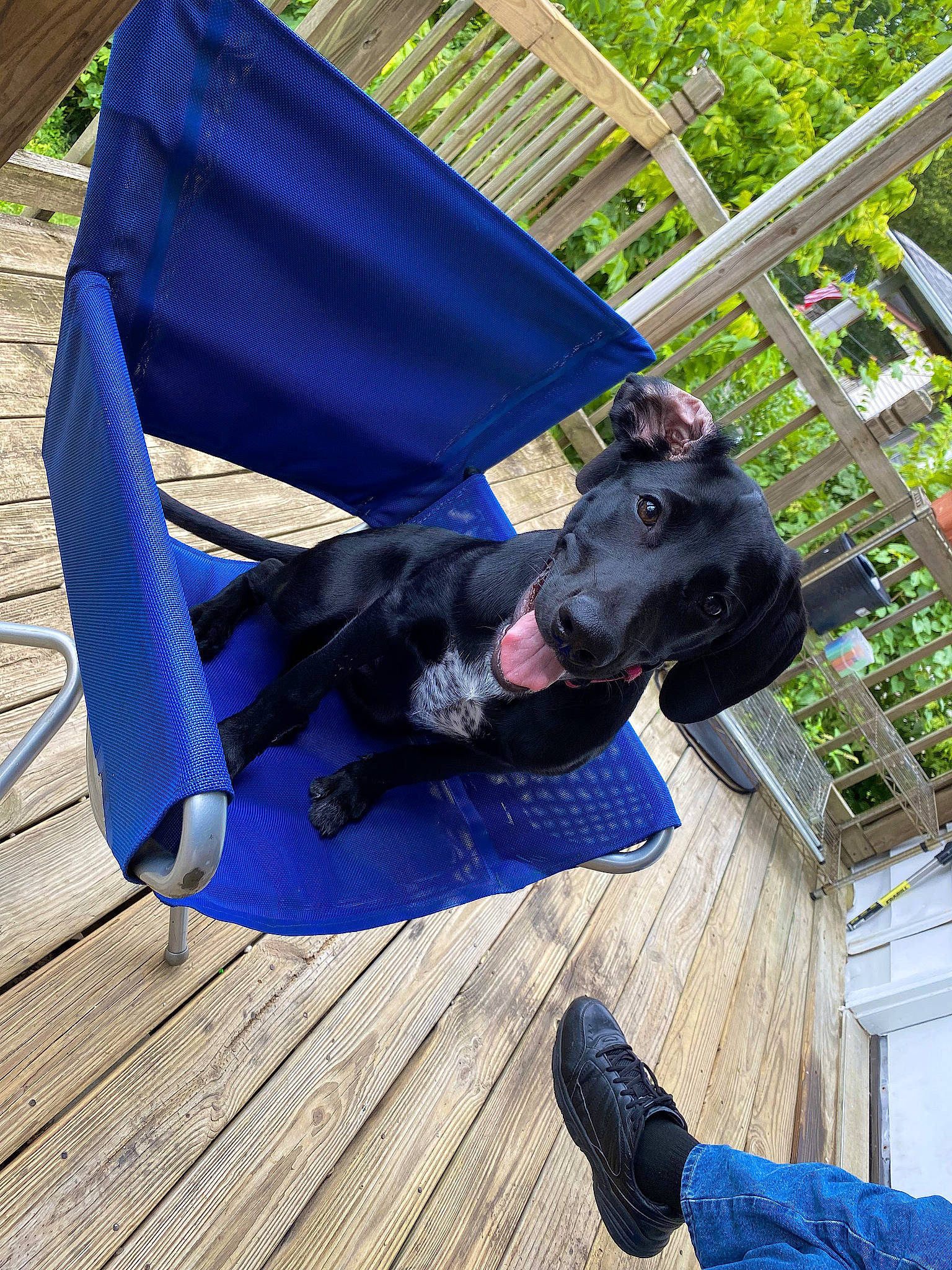 Lady May is registered to the contest to win money with this photo: blue, carnivore, companion_dog, denim, dog, dog_breed, dog_collar, dog_supply, electric_blue, fashion_accessory, fun, grass, leisure, plant, recreation, sitting, sporting_group, tree, wood, working_animal