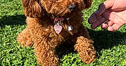 Stella a rejoint le concours — aidez-le/la à gagner de superbes lots ! dog, poodle, puppy, brown, fluffy, grass, outdoor, sunlight, pet, cute, collar, tag, hand, nature, animal, small, fur, playing, summer, park