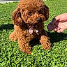 dog, poodle, puppy, brown, fluffy, grass, outdoor, sunlight, pet, cute, collar, tag, hand, nature, animal, small, fur, playing, summer, park