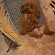 Stella participe au concours pour gagner de l'argent avec cette photo : dog, poodle, puppy, fluffy, brown, fur, cushion, rattan_chair, indoor, pet, relaxed, cozy, curious, animal, cute, small_dog, laying_down, furniture, home, comfort