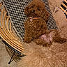 dog, poodle, puppy, fluffy, brown, fur, cushion, rattan_chair, indoor, pet, relaxed, cozy, curious, animal, cute, small_dog, laying_down, furniture, home, comfort