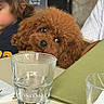 Stella participe au concours pour gagner de l'argent avec cette photo : dog, brown_dog, curly_fur, table, glass, menu, child, cap, indoor, cafe, curious_eyes, pet, face, fur, seated, napkin, glassware, closeup, people, background