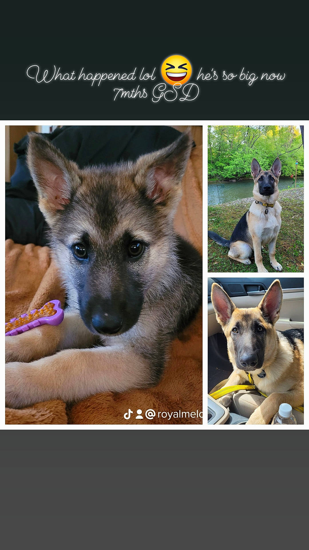 Drake is registered to the contest to win money with this photo: carnivore, cat, collage, companion_dog, dog, dog_breed, fawn, font, fur, internet_meme, organism, photo_caption, photography, rectangle, sharing, snout, square, terrestrial_animal, wildlife, working_animal