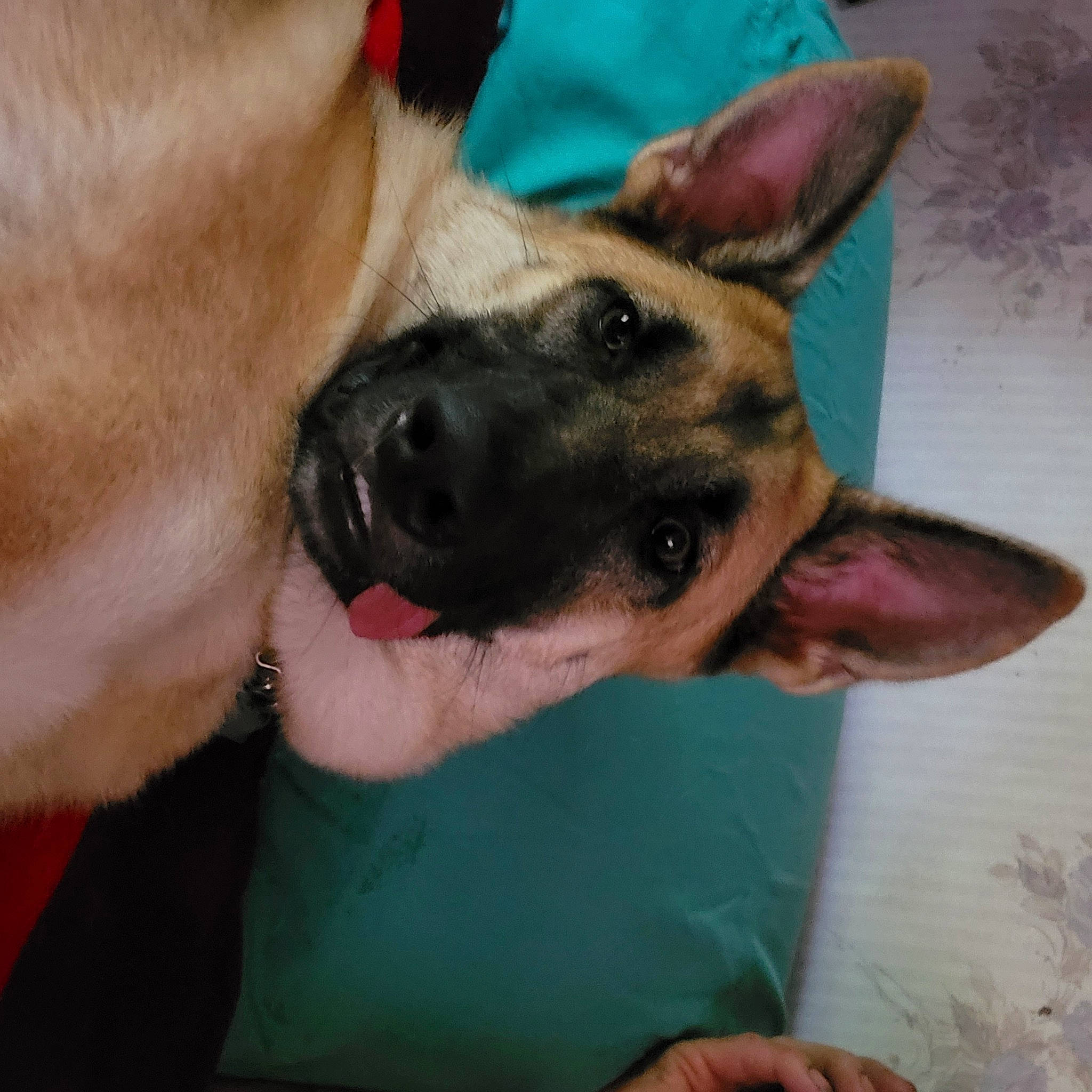 Drake is registered to the contest to win money with this photo: canidae, carnivore, companion_dog, dog, dog_breed, east_european_shepherd, fawn, foot, fur, german_shepherd_dog, guard_dog, herding_dog, nail, old_german_shepherd_dog, paw, snout, sporting_group, whiskers, working_animal, working_dog