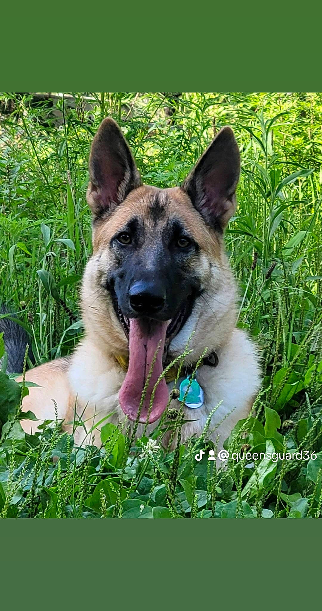 Drake is registered to the contest to win money with this photo: belgian_shepherd_malinois, canidae, carnivore, companion_dog, dog, dog_breed, fawn, foot, german_shepherd_dog, grass, herbaceous_plant, herding_dog, plant, snout, sporting_group, terrestrial_animal, working_animal, working_dog