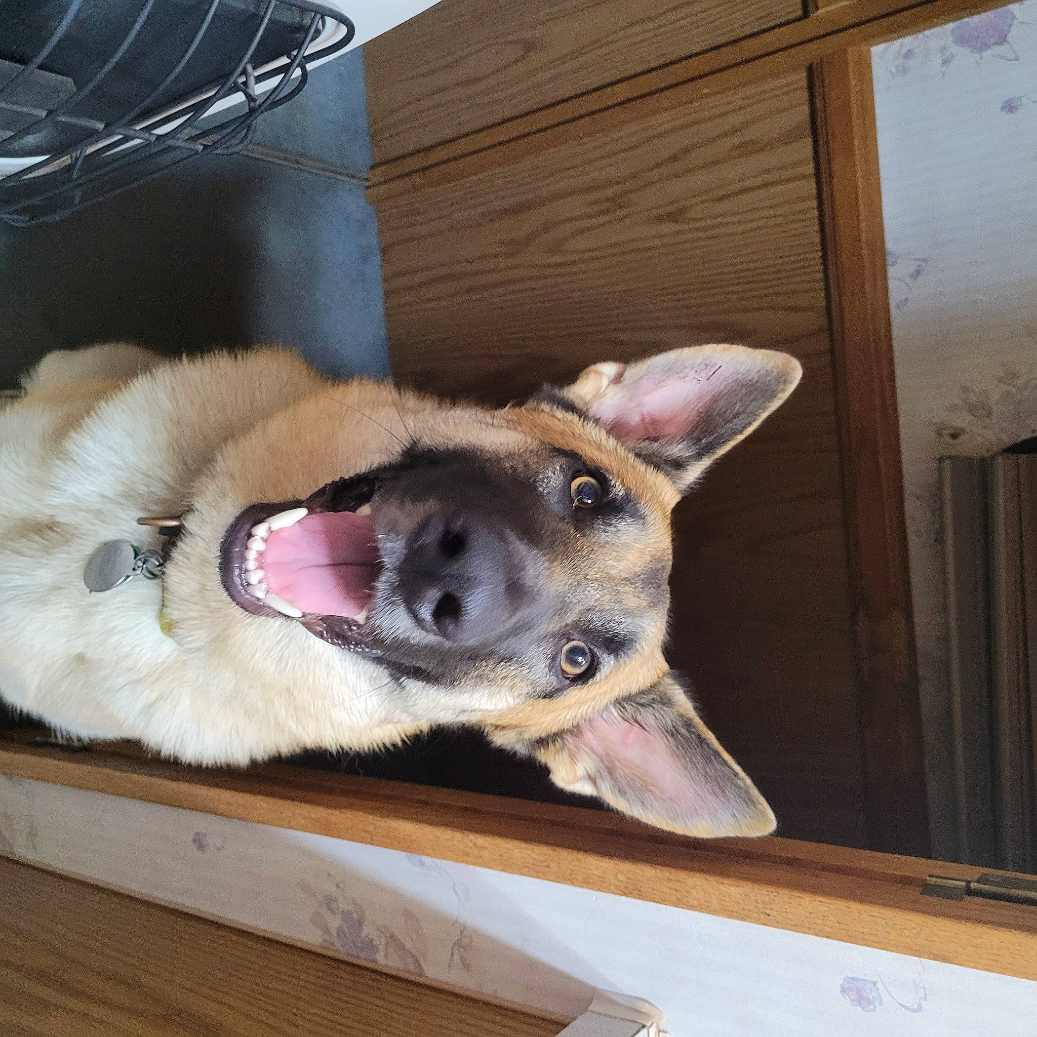 Drake joined the competition — help win amazing prizes! canidae, carnivore, collar, companion_dog, dog, dog_breed, dog_supply, fawn, flooring, foot, fur, german_shepherd_dog, paw, snout, sporting_group, whiskers, window, wood, working_animal, working_dog