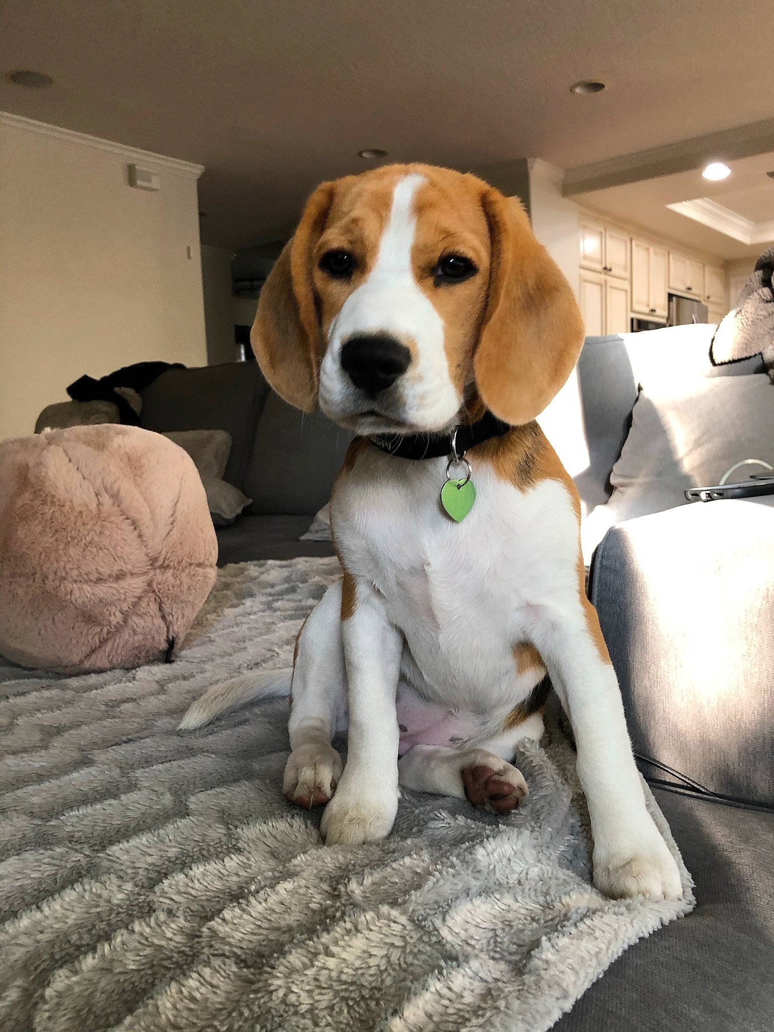 Bobbi is registered to the contest to win money with this photo: ball, beagle, beagle_harrier, canidae, carnivore, collar, comfort, companion_dog, dog, dog_breed, dog_collar, dog_supply, fawn, hound, hunting_dog, puppy, scent_hound, snout, sporting_group, working_animal