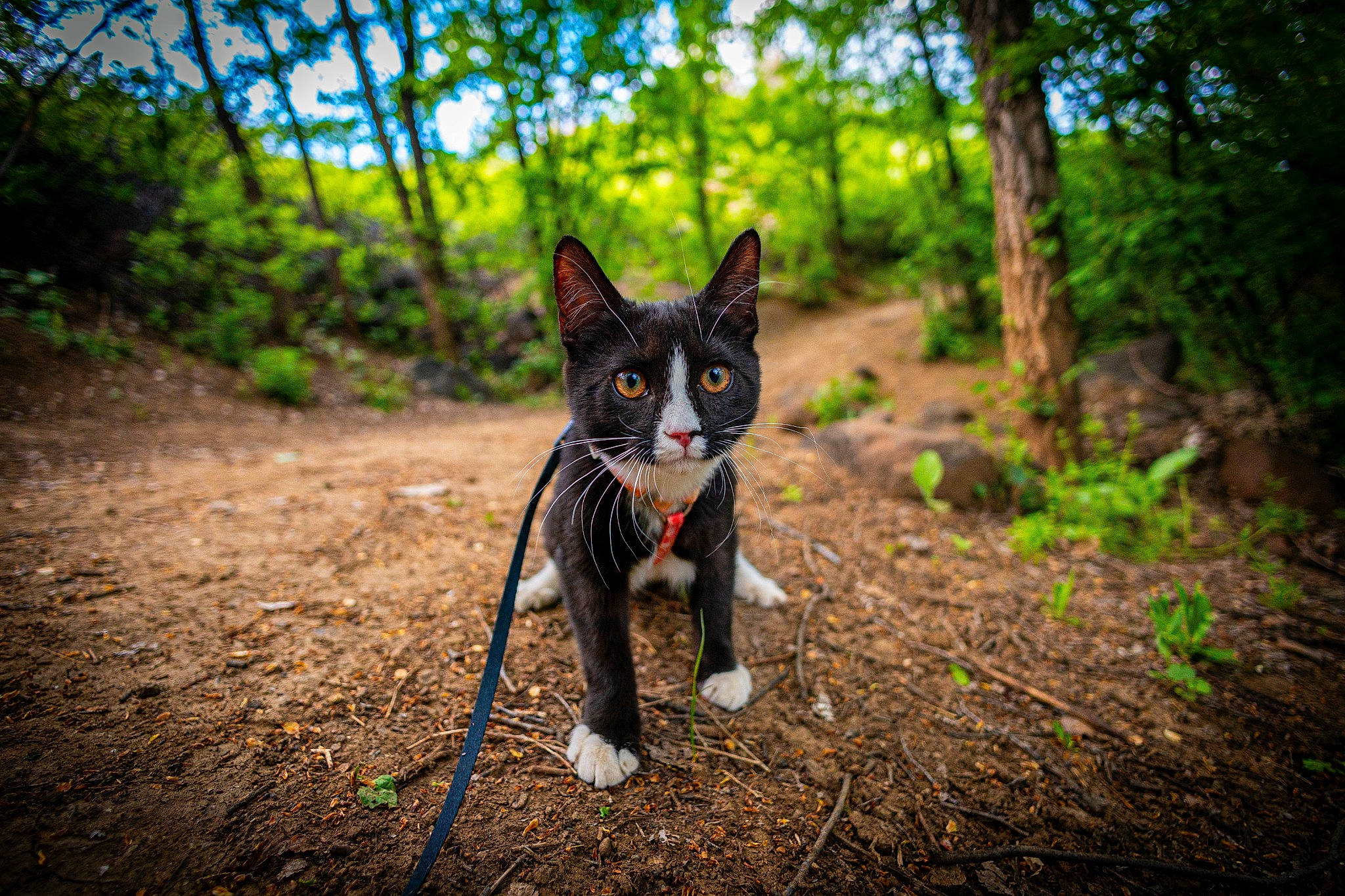 Eleanor joined the competition — help win amazing prizes! canidae, carnivore, cat, electric_blue, eye, fawn, felidae, forest, grass, plant, recreation, sky, small_to_medium_sized_cats, snout, sporting_group, tail, tree, whiskers, wood, woody_plant