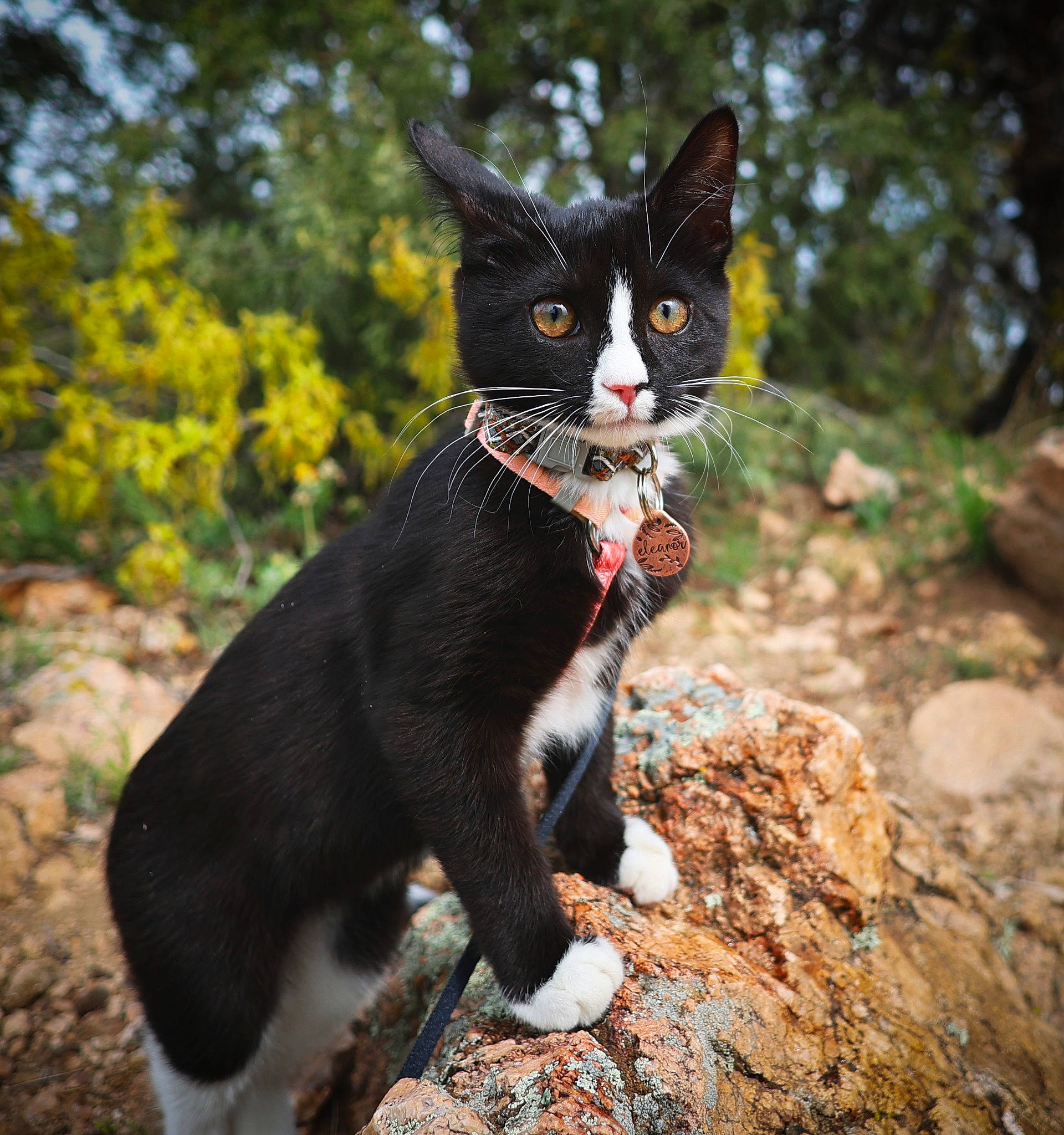 Eleanor is registered to the contest to win money with this photo: black_cat, carnivore, cat, domestic_short_haired_cat, felidae, fur, grass, organism, paw, personal_protective_equipment, photo_caption, plant, rock, small_to_medium_sized_cats, snout, tail, terrestrial_animal, tree, water, whiskers