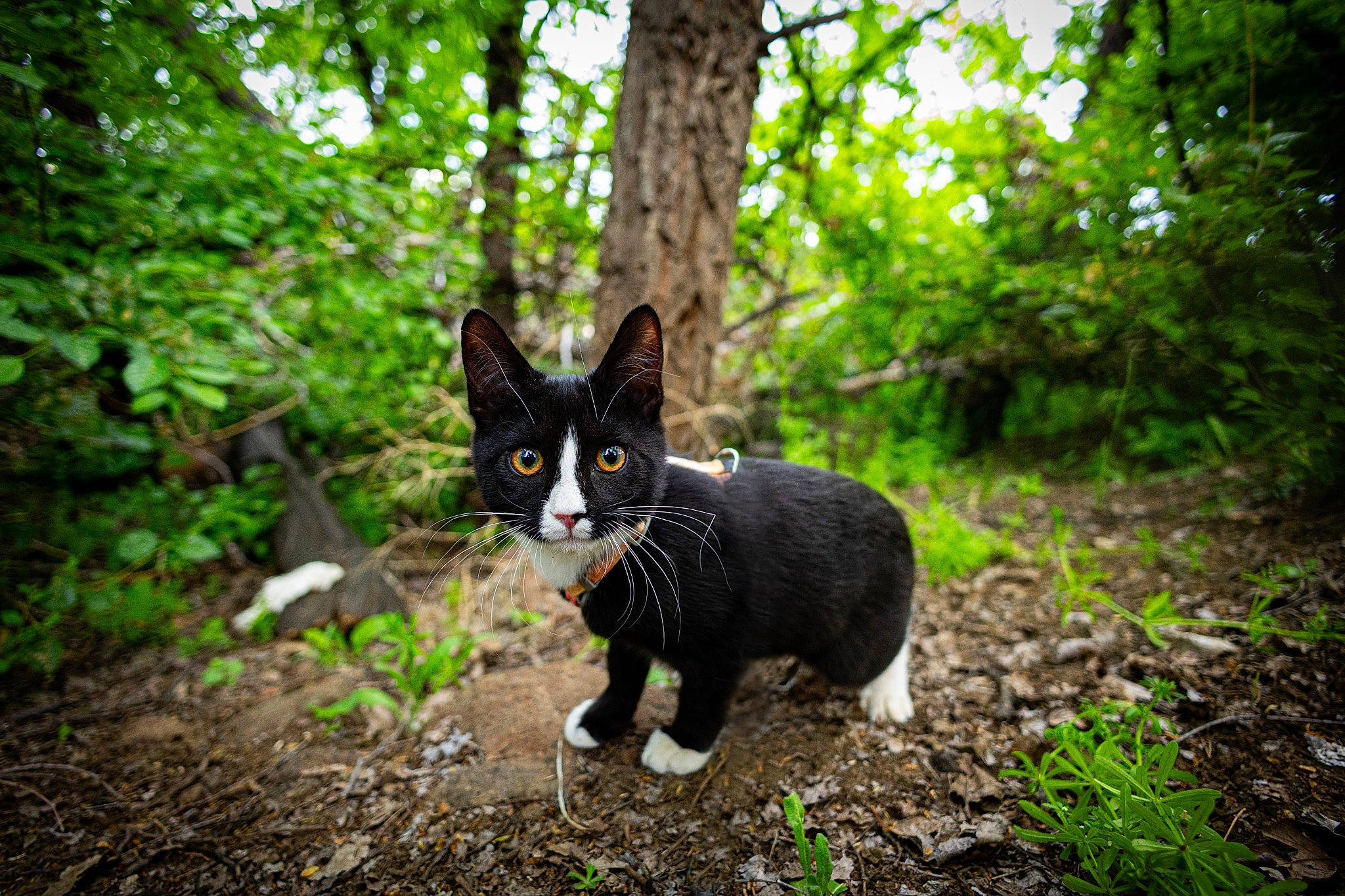 Eleanor is registered to the contest to win money with this photo: canidae, carnivore, cat, domestic_short_haired_cat, eye, felidae, forest, fur, grass, plant, recreation, small_to_medium_sized_cats, snout, tail, terrestrial_animal, terrestrial_plant, tree, trunk, whiskers, wood