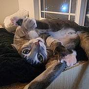 Harley is registered to the contest to win money with this photo: cat, tabby, indoor, windowsill, stretching, paw, feline, pet, night, window, relaxed, cozy, fur, animal, cute, looking, home, resting, curious, acrobatic