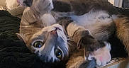Harley joined the competition — help win amazing prizes! acrobatic, animal, cat, cozy, curious, cute, feline, fur, home, indoor, looking, night, paw, pet, relaxed, resting, stretching, tabby, window, windowsill