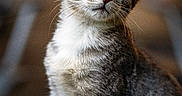 Harley joined the competition — help win amazing prizes! cat, tabby, kitten, animal, pet, fur, whiskers, ears, eyes, portrait, close_up, curious, feline, young, indoor, mammal, cute, looking_up, gray, striped