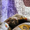 cat, animal, pet, blanket, cozy, cute, fur, whiskers, indoor, curious, wide_eyes, soft_texture, resting, comfort, close_up, mammal, domestic, warm, snuggle, relaxed