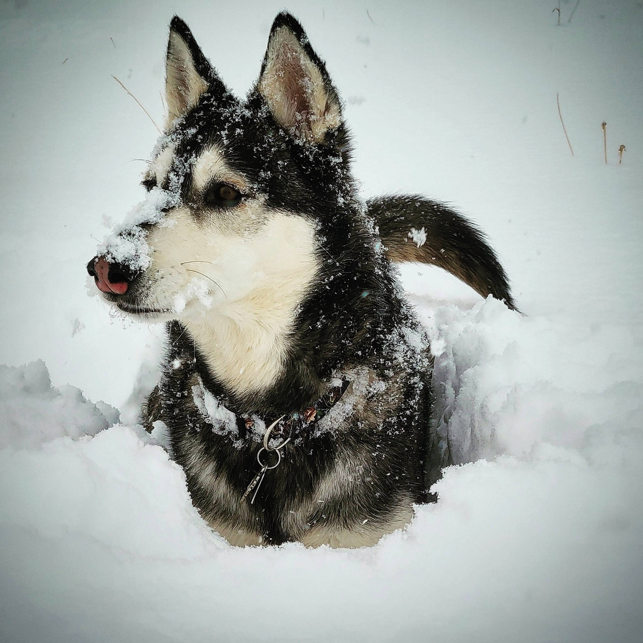 Nismo is registered to the contest to win money with this photo: art, canis, carnivore, dog, dog_breed, drawing, freezing, fur, jaw, painting, sled_dog, snout, snow, terrestrial_animal, visual_arts, whiskers, wildlife, winter, wolf, working_animal