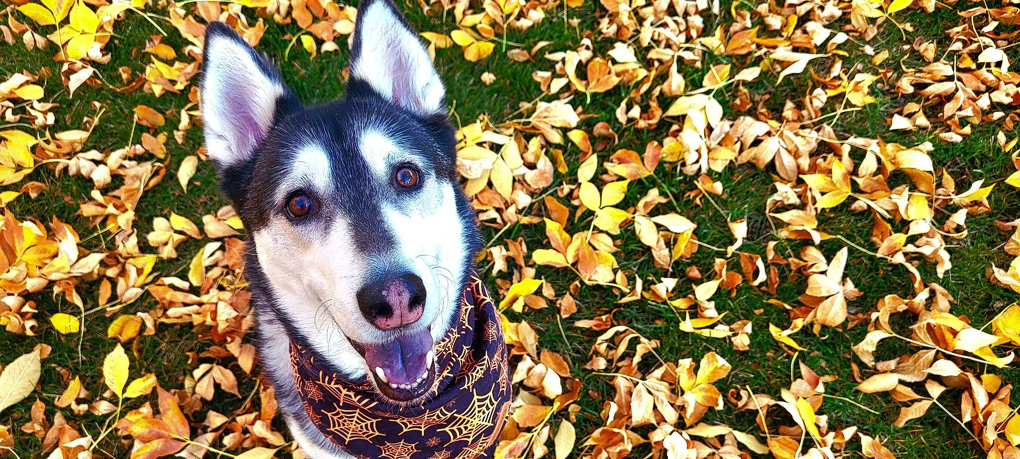 Nismo is registered to the contest to win money with this photo: art, canidae, carnivore, companion_dog, dog, dog_breed, fur, grass, groundcover, herding_dog, leaf, plant, siberian_husky, sled_dog, sporting_group, terrestrial_animal, tree, whiskers, working_animal, working_dog