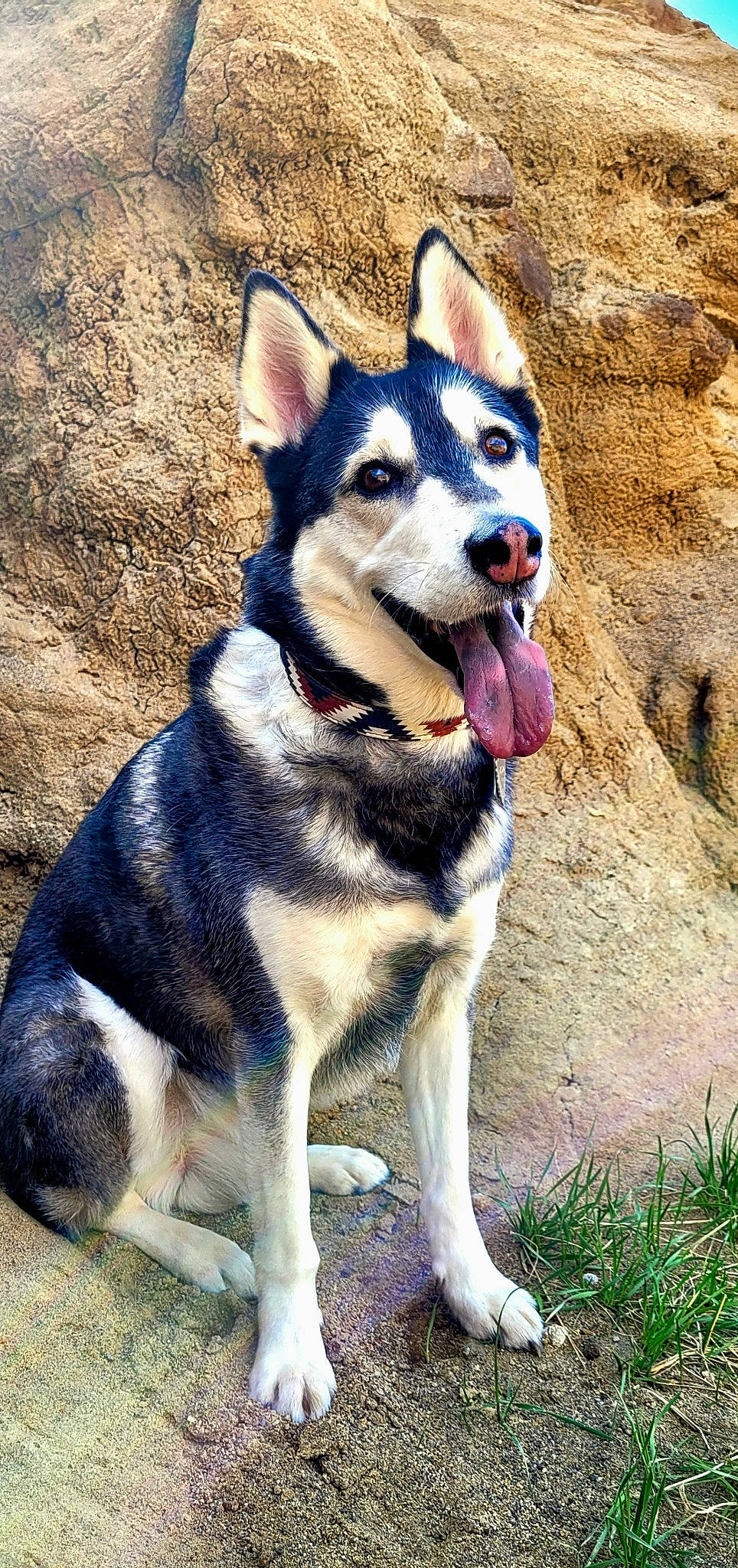 Nismo joined the competition — help win amazing prizes! canidae, carnivore, collar, companion_dog, dog, dog_breed, dog_collar, dog_hiking, dog_supply, fashion_accessory, fawn, leash, pack_animal, pet_supply, plant, recreation, sled_dog, snout, sporting_group, working_animal