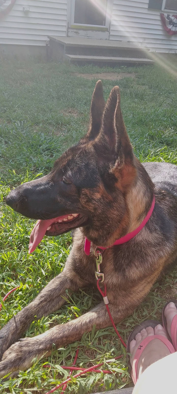 Mazzy Olive joined the competition — help win amazing prizes! belgian_shepherd_malinois, canidae, carnivore, collar, dog, dog_breed, dog_collar, east_european_shepherd, fawn, german_shepherd_dog, grass, herding_dog, liver, pet_supply, plant, snout, sporting_group, terrestrial_animal, working_animal, working_dog