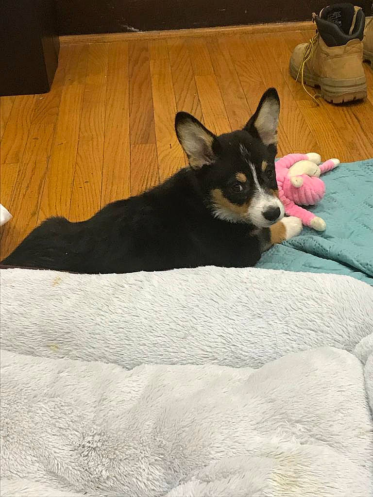 Alpha is registered to the contest to win money with this photo: canidae, cardigan_welsh_corgi, carnivore, corgi_chihuahua, dog, dog_breed, lapponian_herder, mammal, pembroke_welsh_corgi, puppy, siberian_husky, snout, vertebrate, welsh_corgi