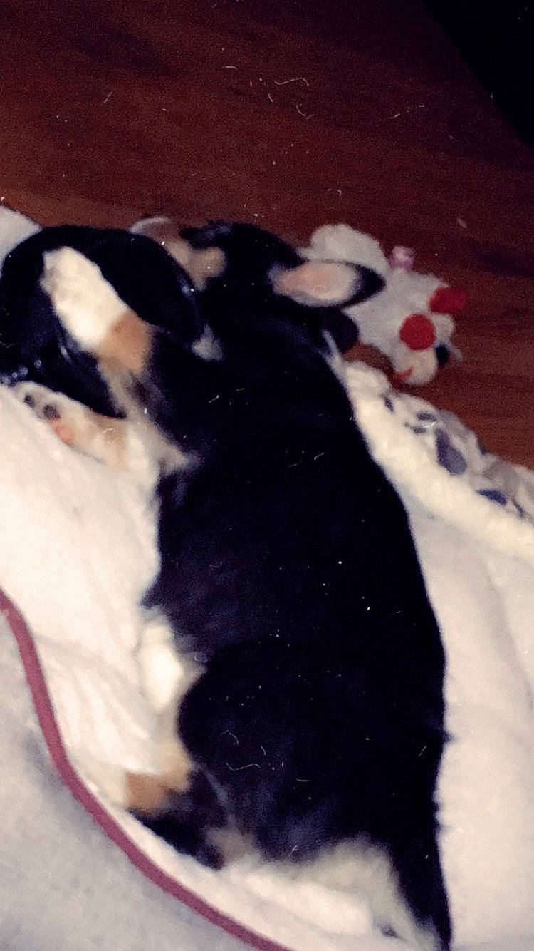 Alpha joined the competition — help win amazing prizes! black, canidae, carnivore, dog, dog_breed, fur, puppy, siberian_husky, tail