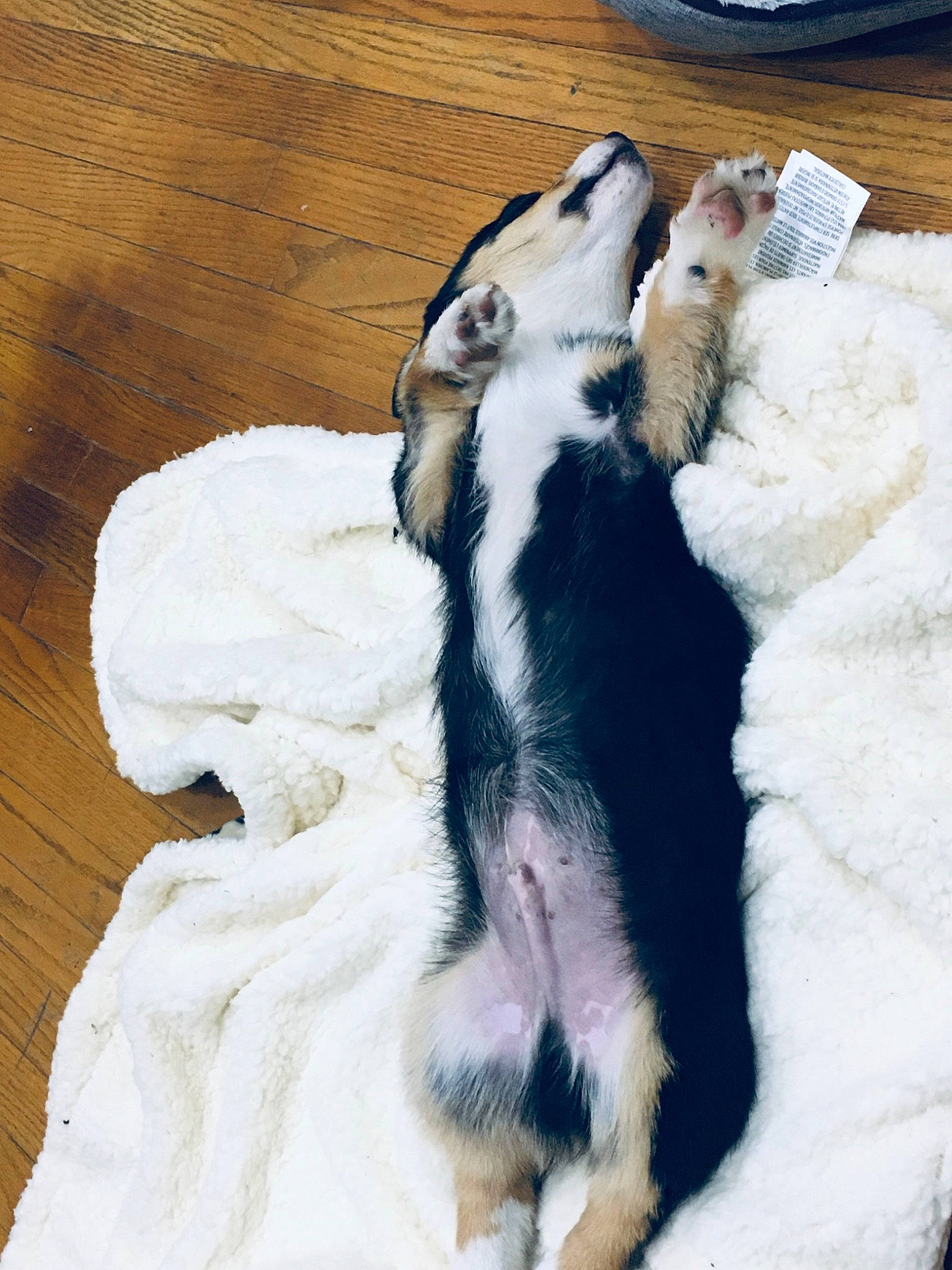 Alpha joined the competition — help win amazing prizes! canidae, carnivore, companion_dog, dog, dog_breed, fur, mammal, paw, puppy, tail, vertebrate