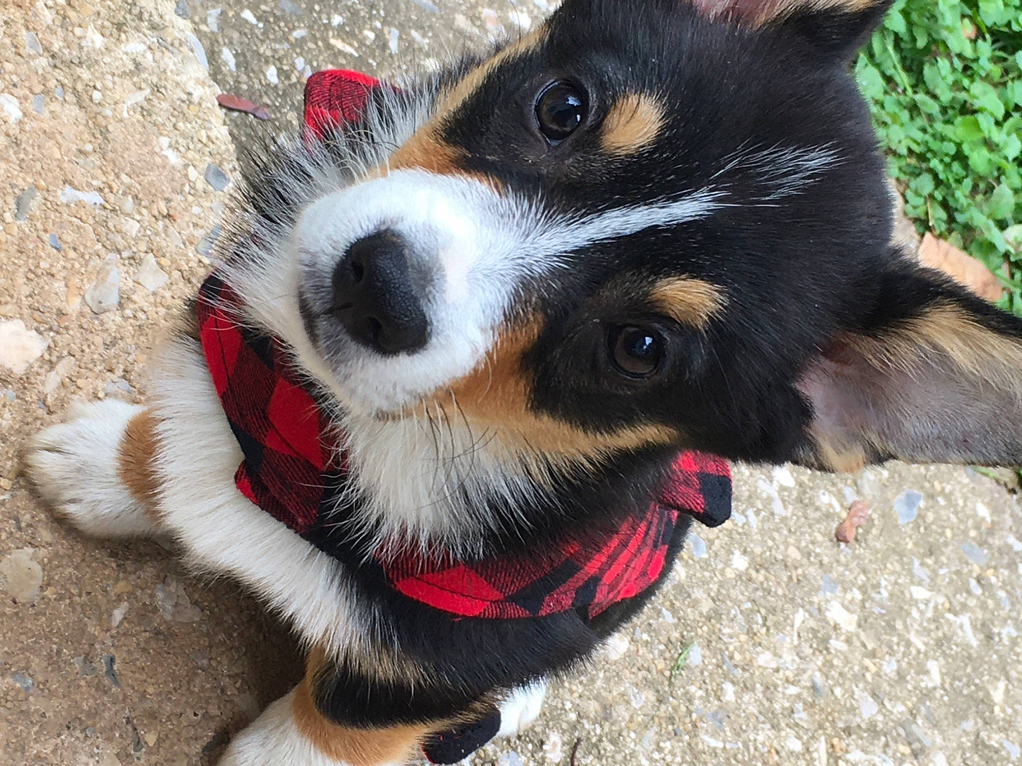 Alpha joined the competition — help win amazing prizes! appenzeller_sennenhund, australian_collie, canidae, cardigan_welsh_corgi, carnivore, corgi_chihuahua, dog, dog_breed, english_shepherd, karelian_bear_dog, mammal, mcnab, nose, snout, texas_heeler, vertebrate, welsh_sheepdog, whiskers