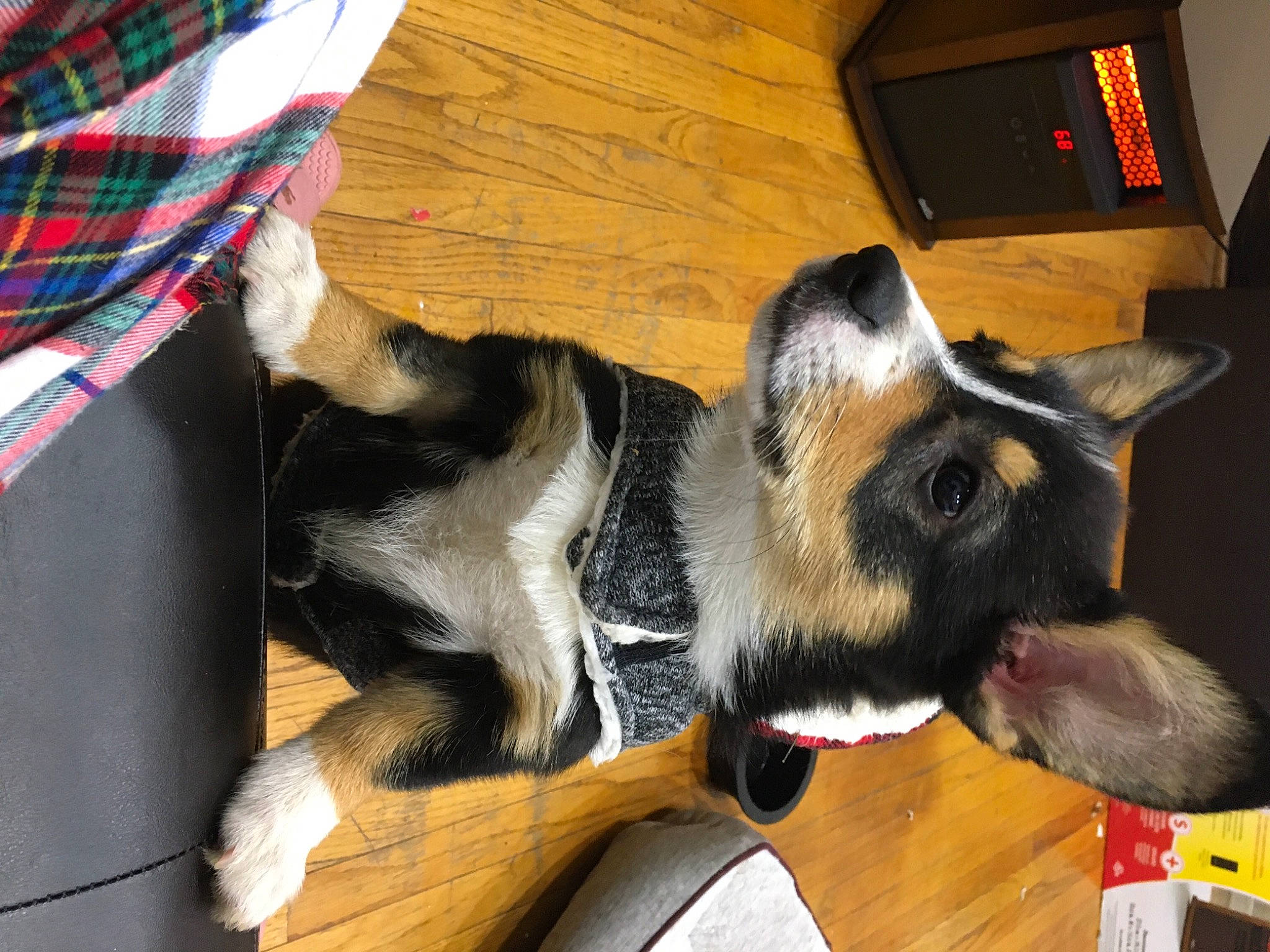 Alpha is registered to the contest to win money with this photo: canidae, carnivore, dog, dog_breed, ear, mammal, paw, snout, vertebrate