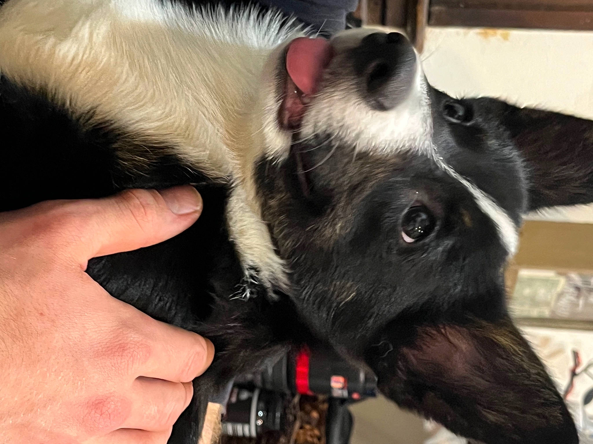 Jax joined the competition — help win amazing prizes! canidae, carnivore, claw, collar, companion_dog, dog, dog_breed, dog_collar, ear, fawn, finger, fur, gesture, hand, nail, paw, snout, sporting_group, whiskers, working_animal